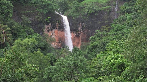 For those who prefer forests over crowds