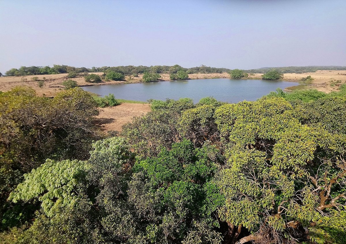 This Forest In Kolhapur Is A Haven For The Mighty Gaur