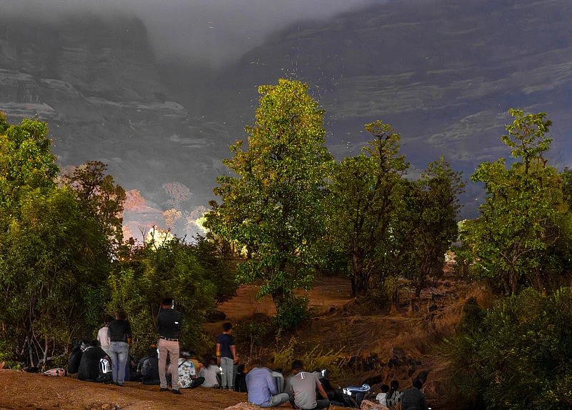 Bhandardara Fireflies Festival in Maharashtra