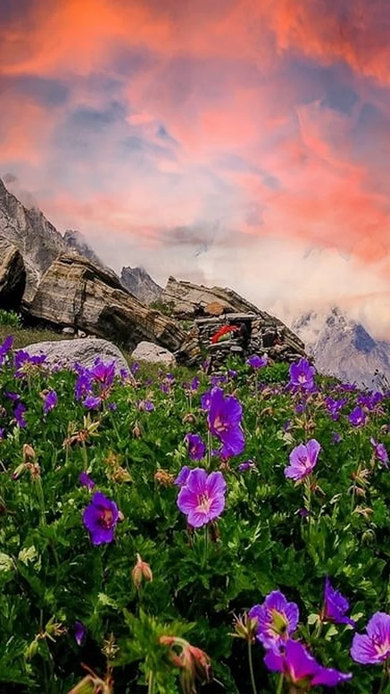 Flower filled valley - Shutterstock