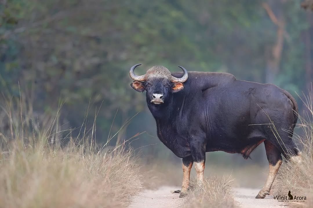 A wild gaur moves through the emerald forests of Radhanagari