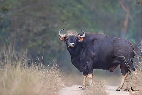 A wild gaur moves through the emerald forests of Radhanagari