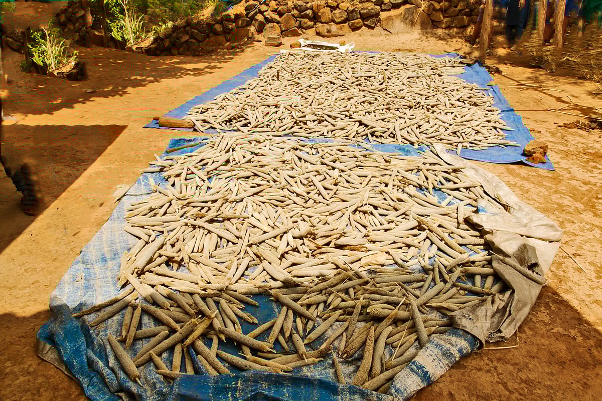 Bajra laid out to dry in a village courtyard in Purushwadi, Maharashtra