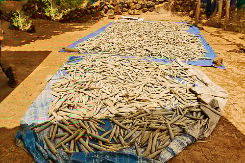 Bajra laid out to dry in a village courtyard in Purushwadi, Maharashtra