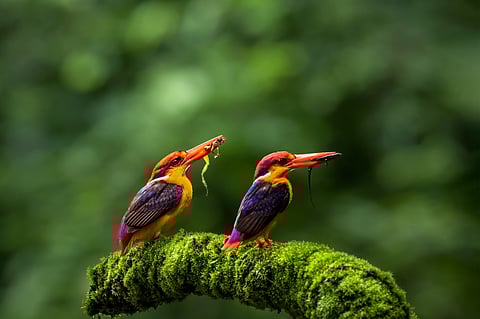 A pair of Oriental Dwarf Kingfishers
