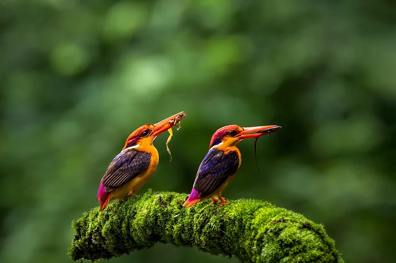 A pair of Oriental Dwarf Kingfishers