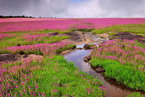 Kaas Plateau