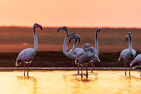 Flamingoes at Bhigwan Bird Sanctuary