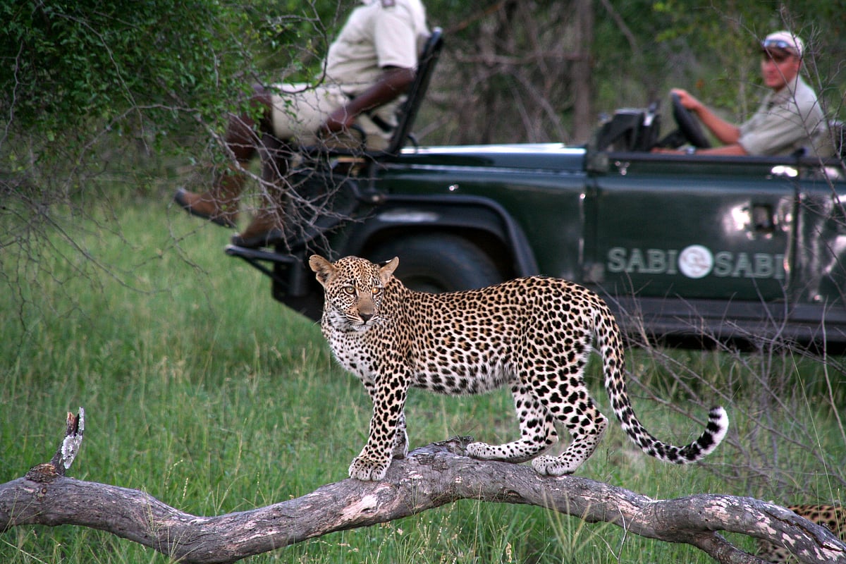 On a leopard safari