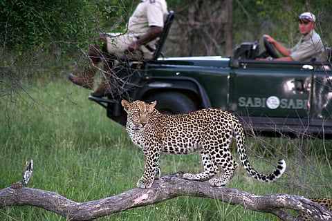 On a leopard safari
