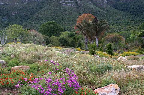Kirstenbosch National Botanical Garden