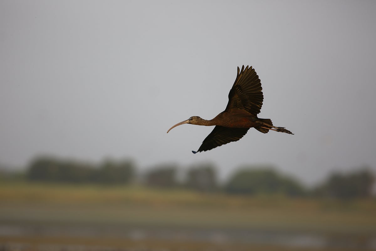 Glossy ibis in flight at Nandur Madhmeshwar Bird Sanctuary