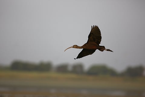 Glossy ibis in flight at Nandur Madhmeshwar Bird Sanctuary