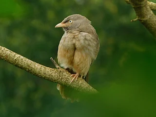 Shutterstock : A bird in coastal Konkan, Maharashtra