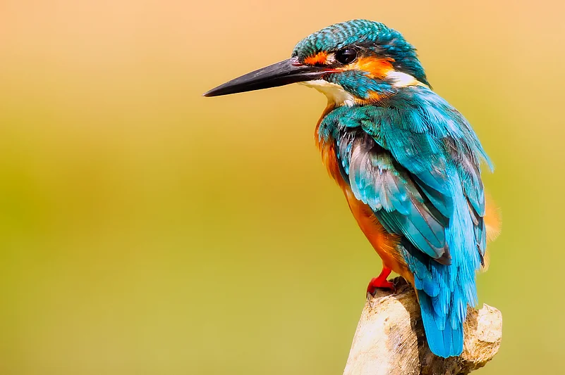 A kingfisher