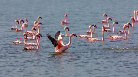Pink flamingoes at Thane Creek Flamingo Sanctuary