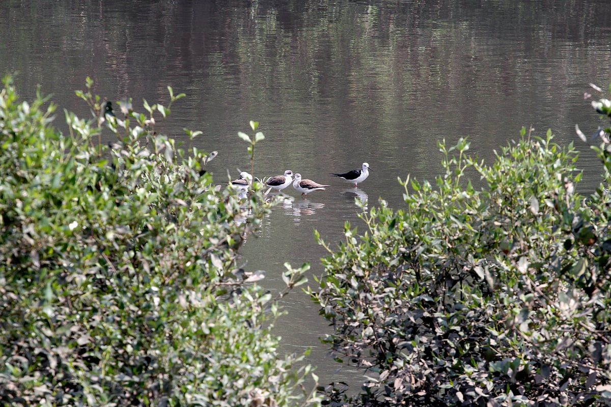 Birds in mangroves
