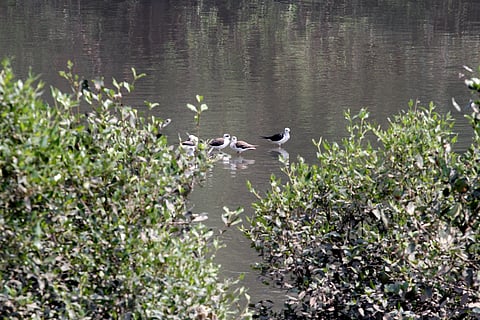 Birds in mangroves