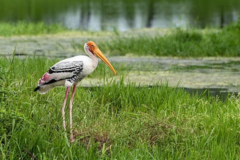A painted stork