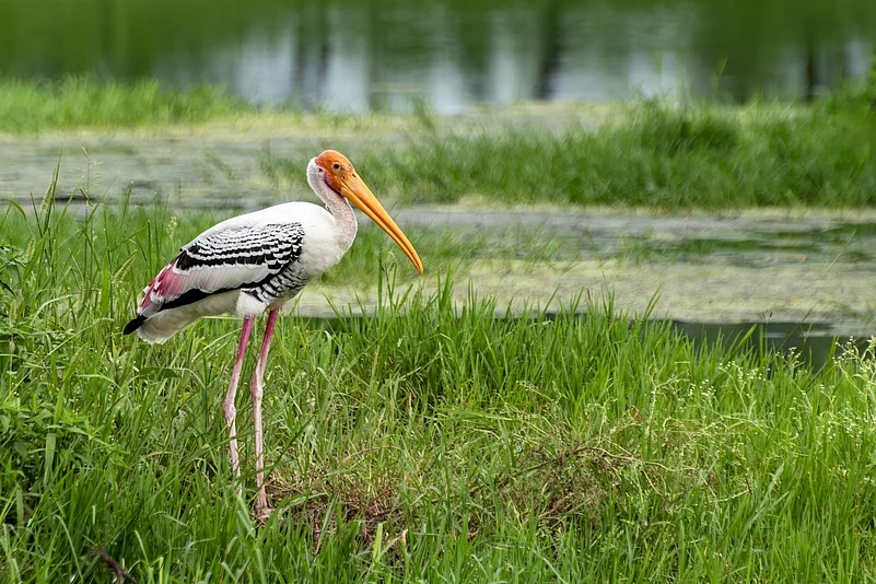A painted stork