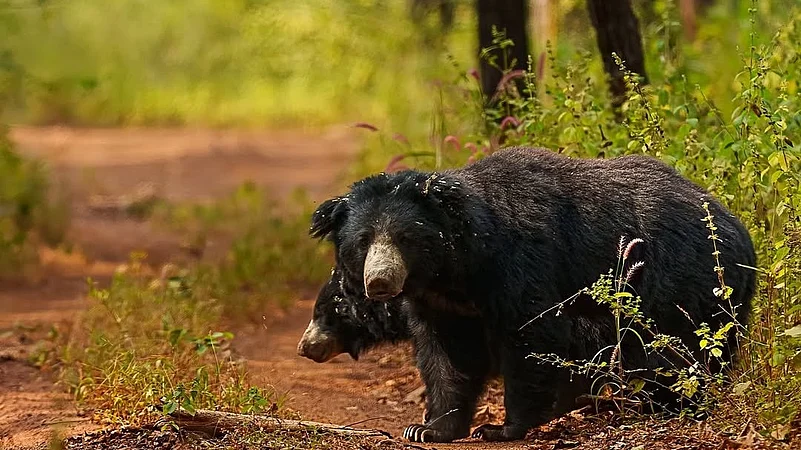 At Tadoba–Andhari Tiger Reserve