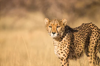 Unsplash : (Representational Image) The latest Botswana batch marks the third international transfer under Project Cheetah