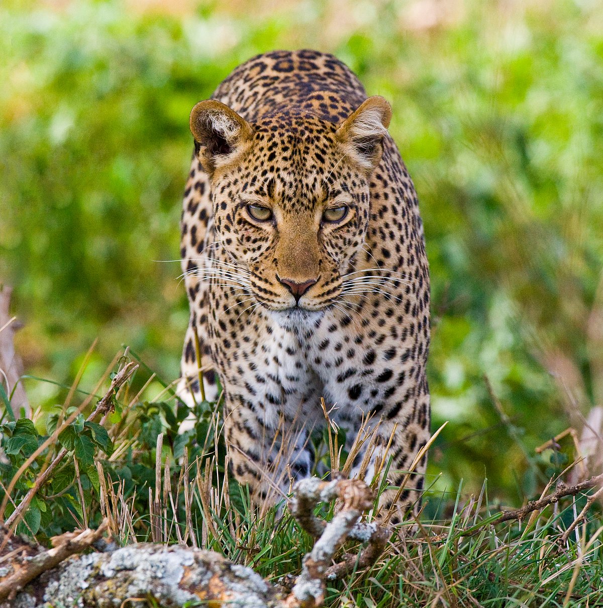 Leopard In A R Top 10 Leopard Safaris Around The World