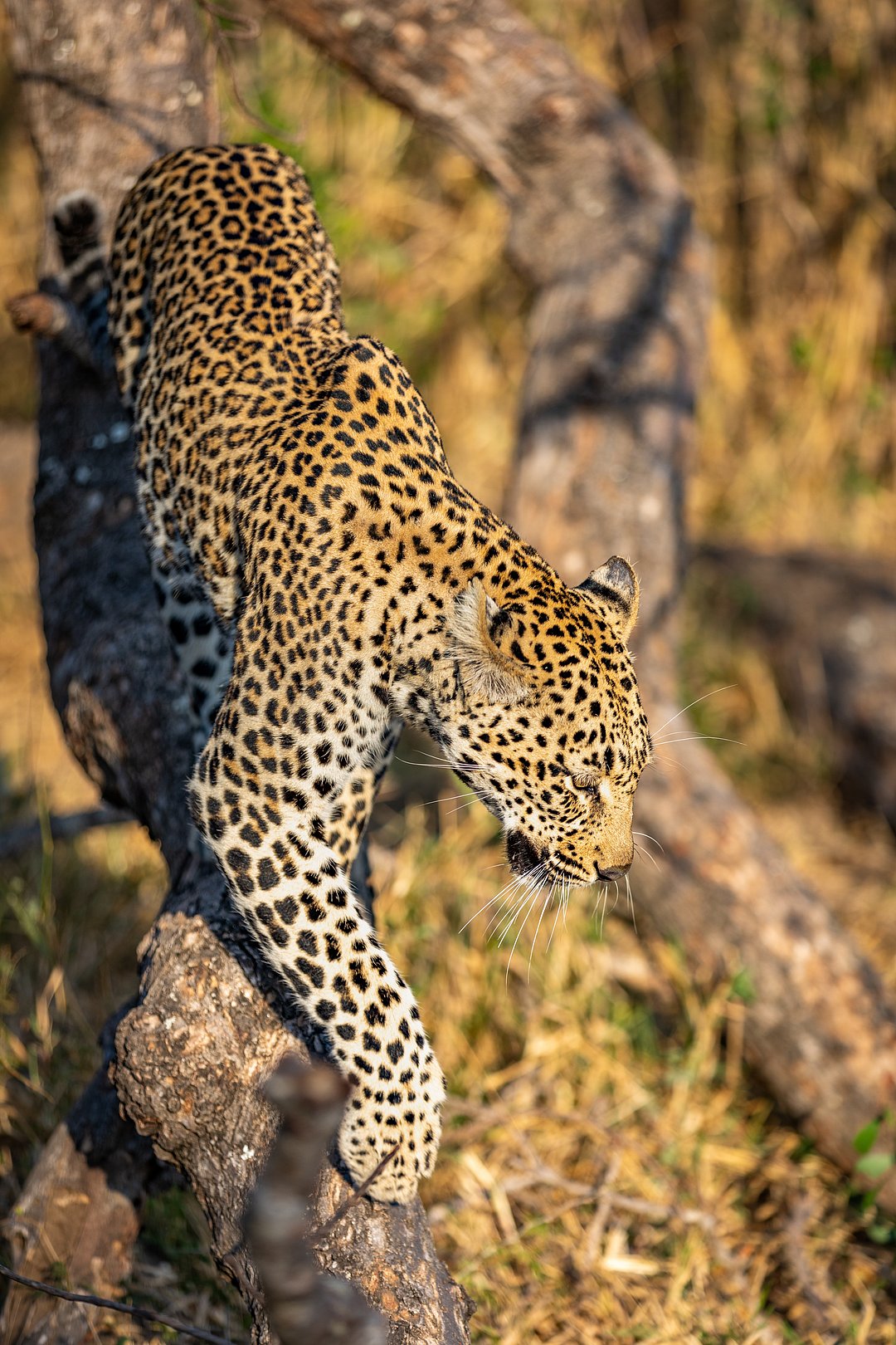 A male leopard descends from a tree