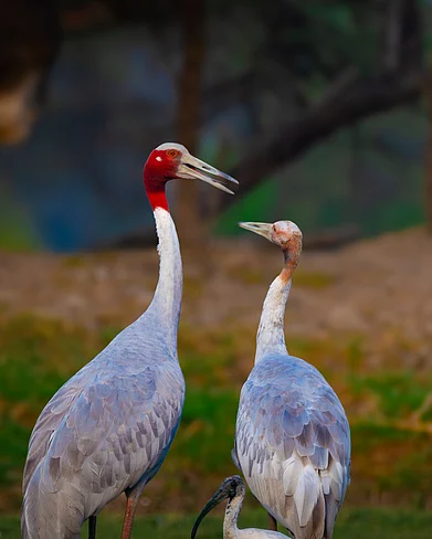 Shutterstock : Sarus crane family at Keoladeo National Park
