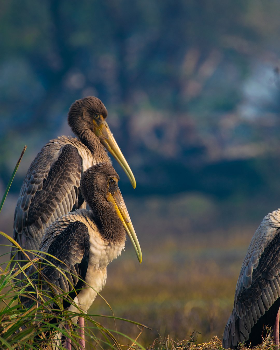 Juvenile painted storks in Keoladeo wetlands