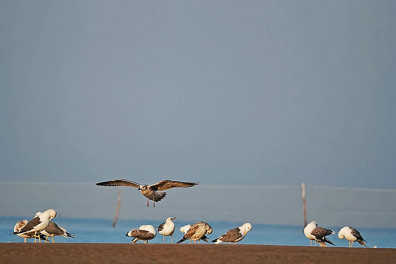 Arnala Jetty, Maharashtra