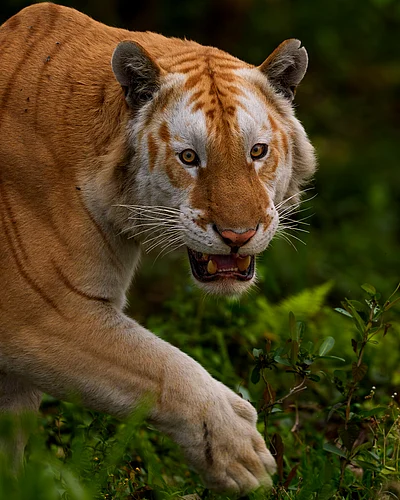 sudhirshivaram/instagram : The Enigmatic Golden Tiger of Kaziranga