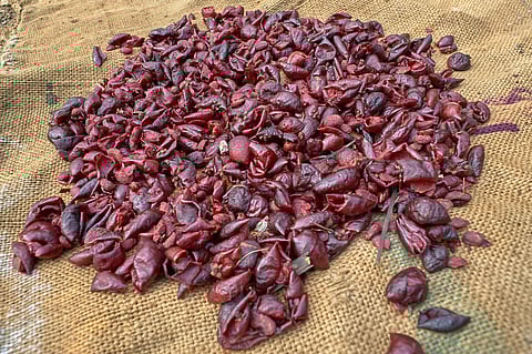 Dried kokum