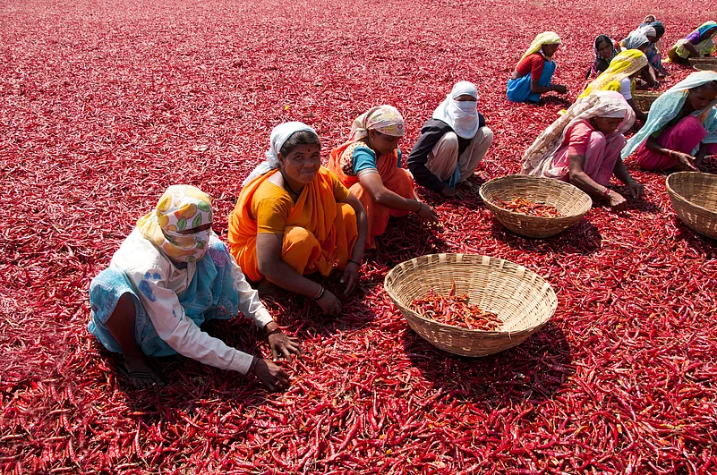 Women spreading red chilli to dry in the sunlight at Bhiwapur