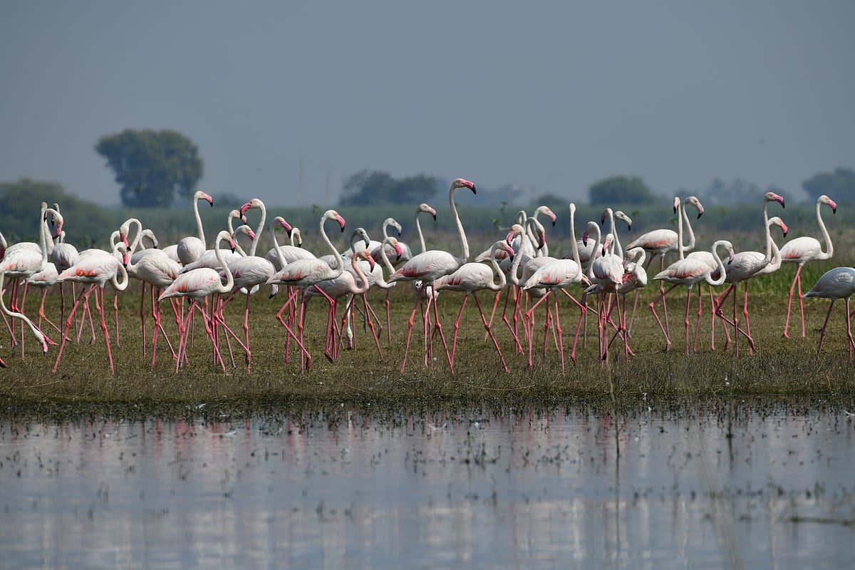 A flamboyance of flamingos at Bhigwan Bird Sanctuary