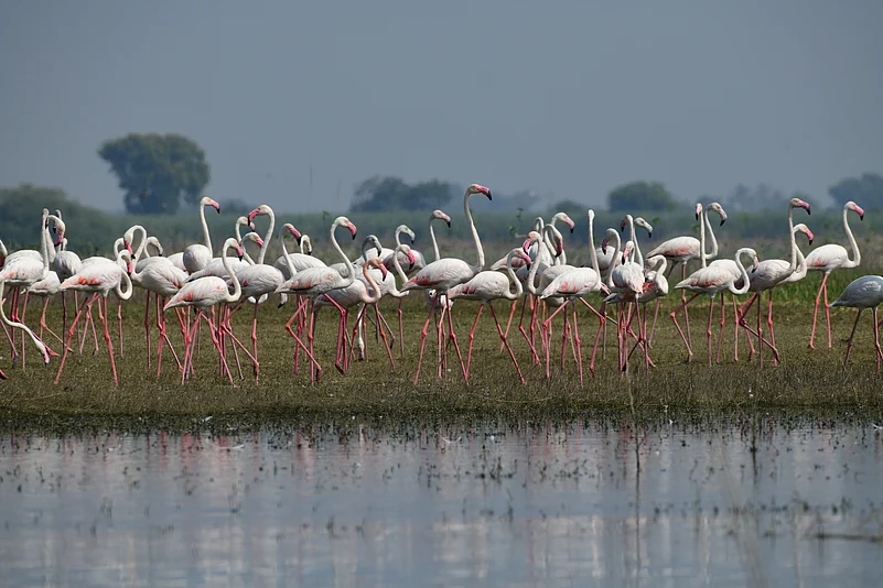 A flamboyance of flamingos at Bhigwan Bird Sanctuary