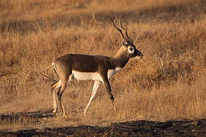Shutterstock : A blackbuck in the grasslands of Maharashtra