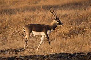Shutterstock : A blackbuck in the grasslands of Maharashtra