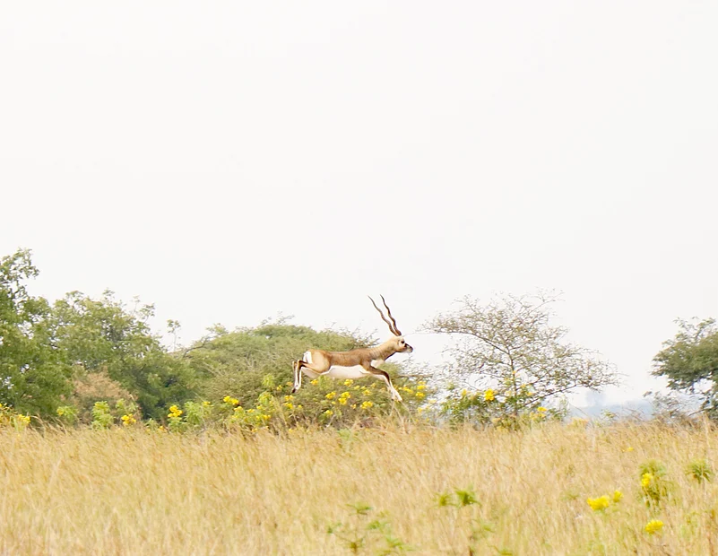 A blackbuck prancing at Rehekuri Wildlife Sanctuary, Ahmednagar