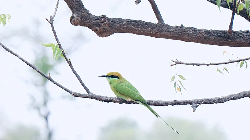 Green bee-eater at Rehekuri Wildlife Sanctuary
