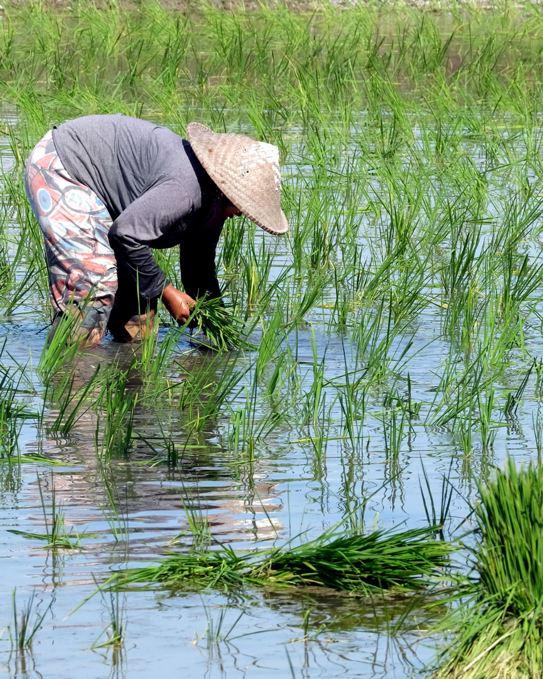 Traditional planting of Chak-Hao rice. 