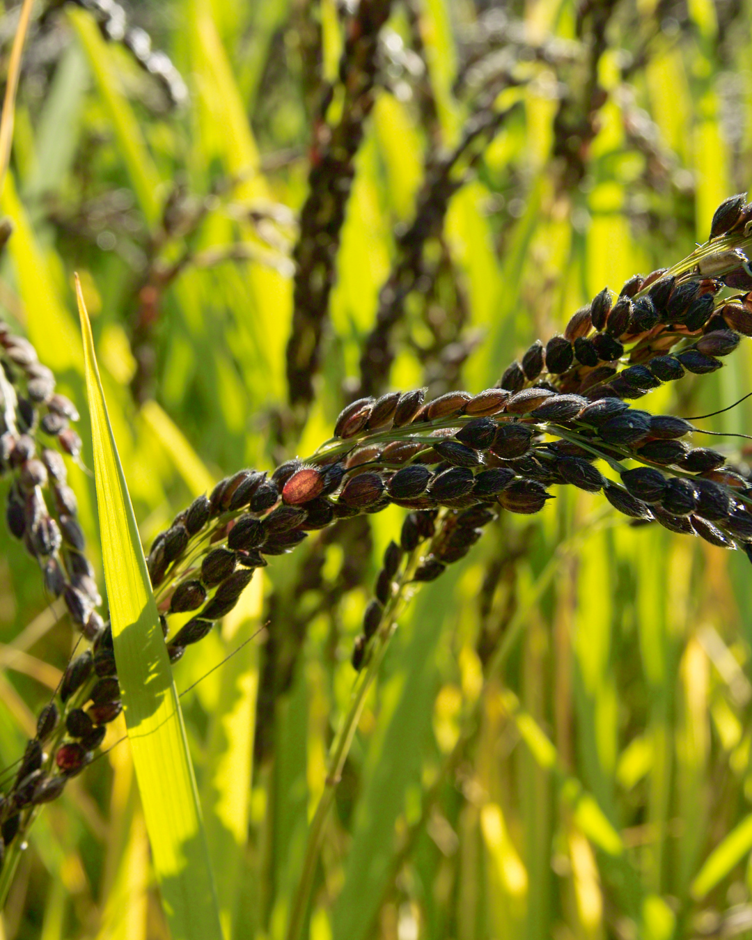 Ripening Chak-Hao rice in fields 