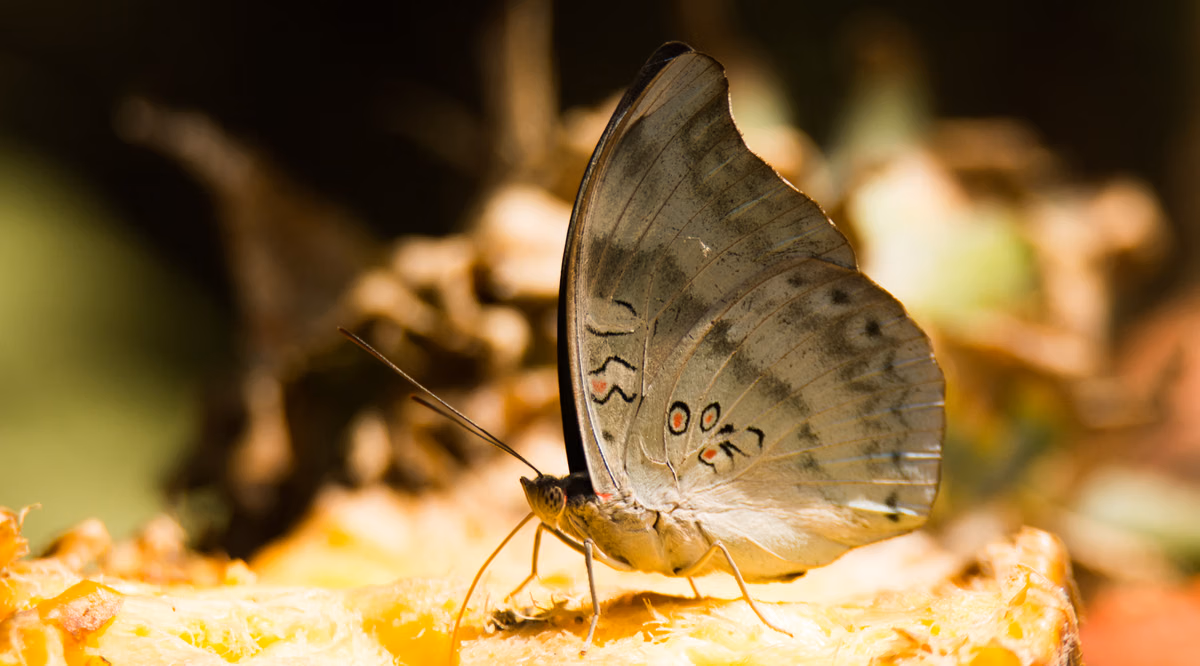 SAJEESH RADHAKRISHNAN