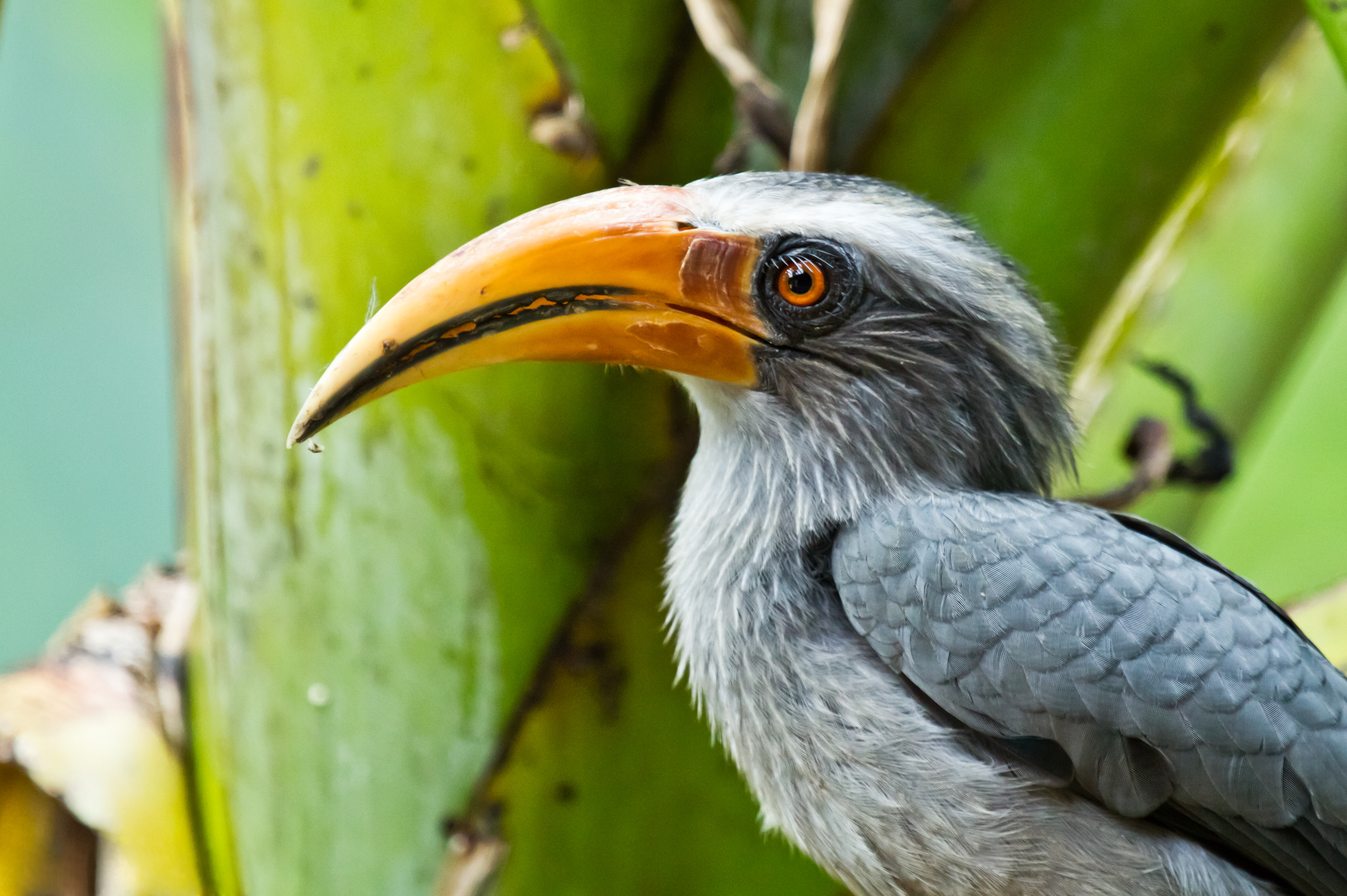 Malabar Grey Hornbill