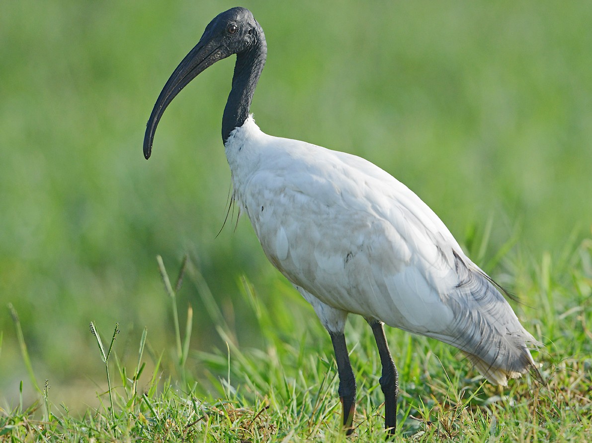 Black-headed Ibis