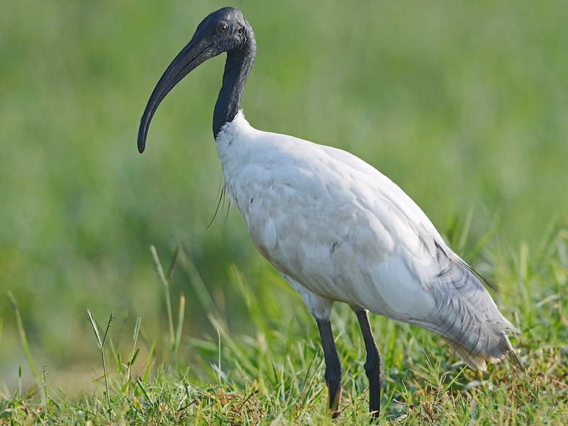 Black-headed Ibis