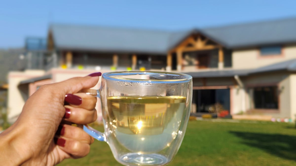 Chamomile tea at The Chamomile Estate in Guniyalekh