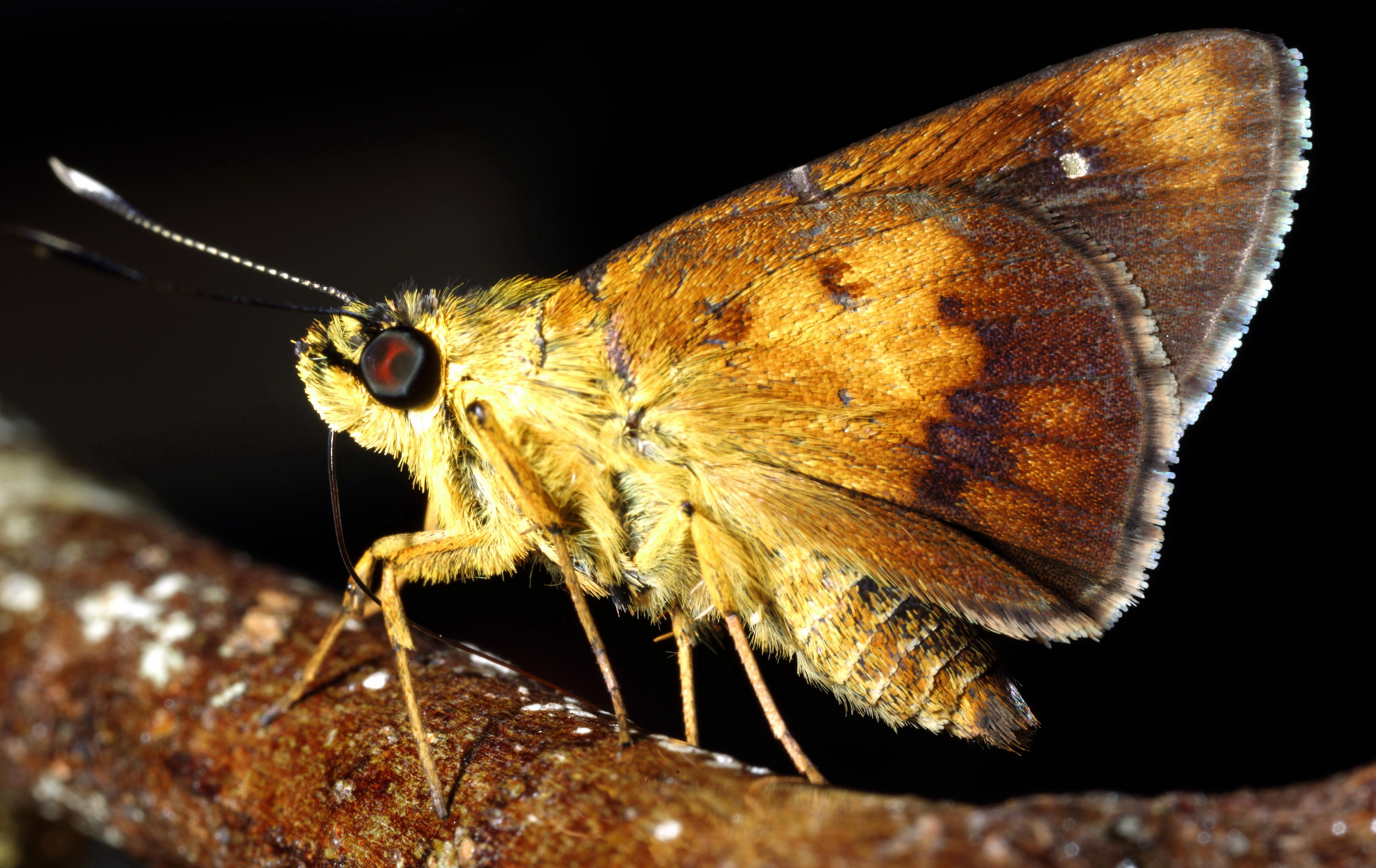 Purple-spotted Flitter