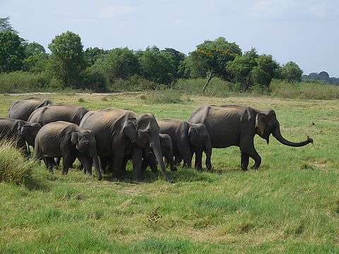 Wild Asian elephants in Minneriya National Park 