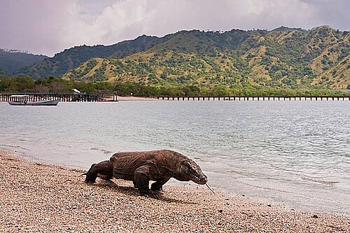 Komodo dragon at Komodo National Park, Indonesia